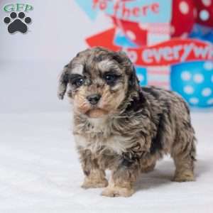 Rodger, Miniature Poodle Puppy